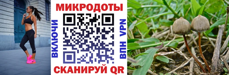 Купить где  Староминская  Галлюциногенные грибы ЛСД 